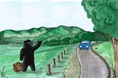 A black bear hitchhiking in Cades Cove.