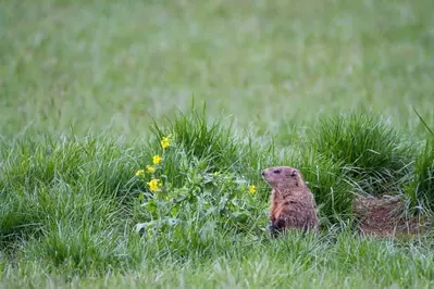 groundhog in an open field
