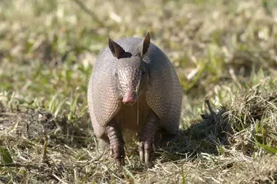 nine banded armadillo in field