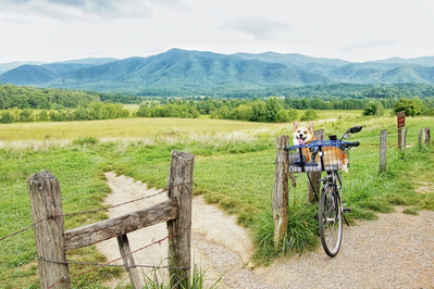 cades cove is one of the dog friendly Gatlinburg places