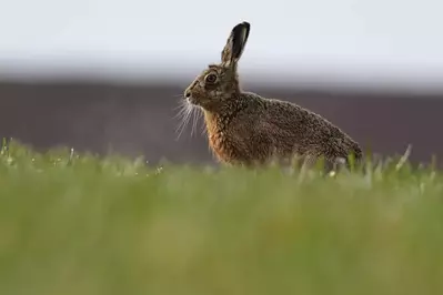 A rabbit in a field.