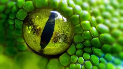 Closeup of a snake's eye.
