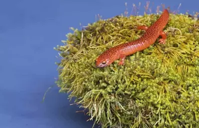 Smoky Mountain salamander on a leave near the river