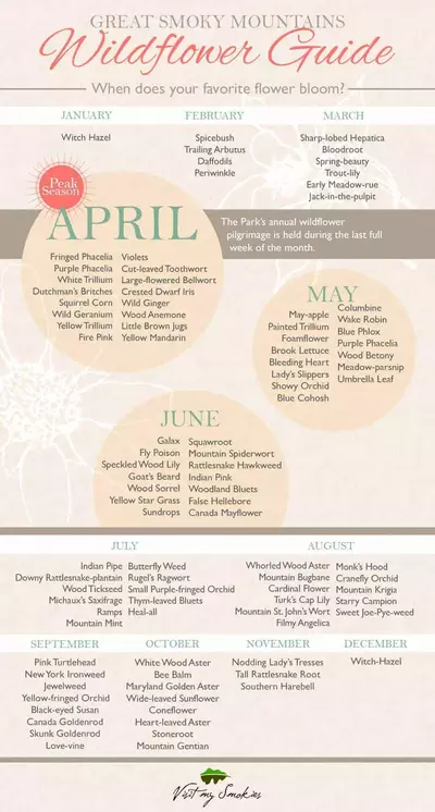 Chart of Smoky Mountain Wildflowers