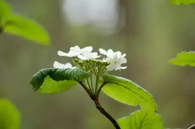 white Smoky Mountain wild flower
