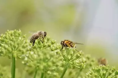 filmy angelica Smoky Mountain wild flower