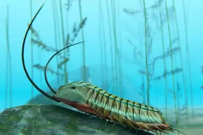 An illustration of a trilobite.