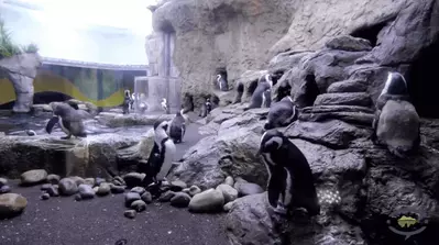 The Penguin Playhouse at Ripley's Aquarium in Gatlinburg