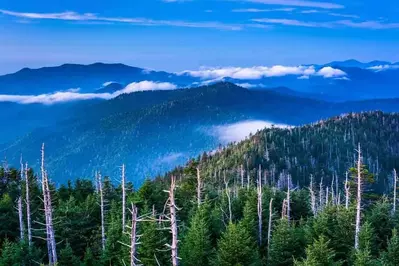 A misty photo taken from Clingmans Dome in the Smoky Mountains.