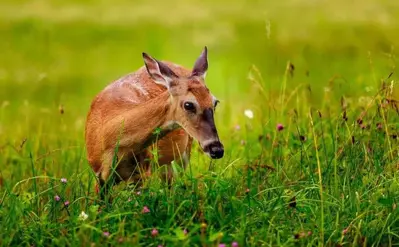 whitetail deer grazing along the Cades Cove Loop Road