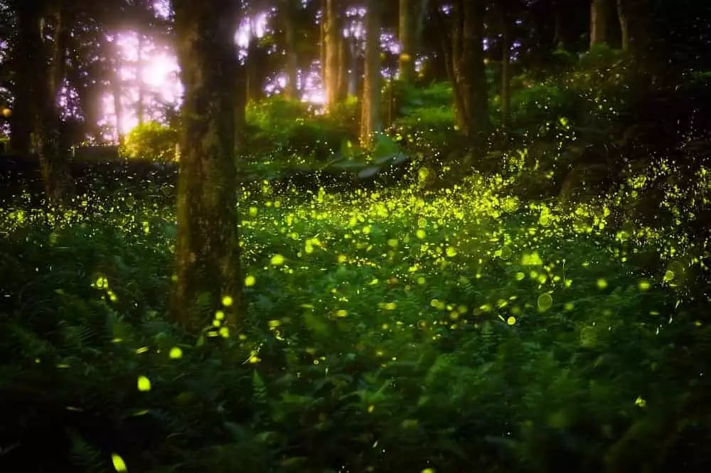 Elkmont fireflies shining in the Great Smoky Mountains