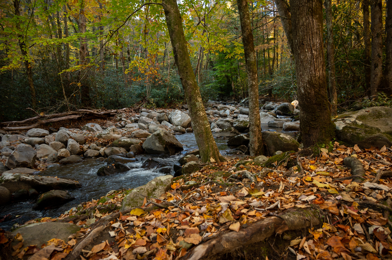 fall by a smokies stream