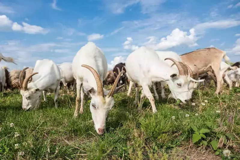 e1e33e70faab1a2d16bf22a855cecac1