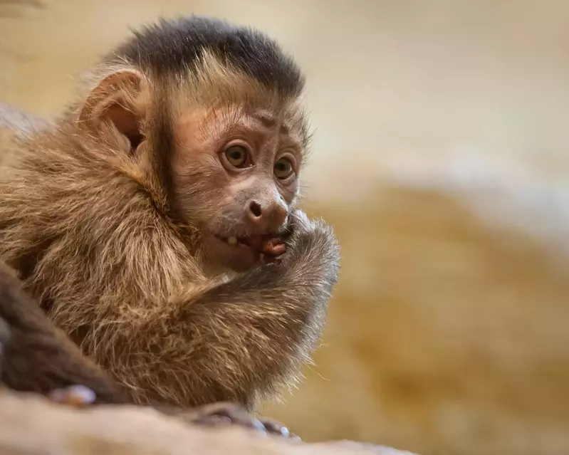 1109_capuchinlemur_002_2