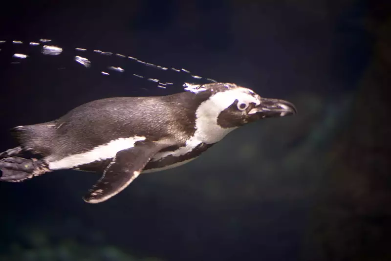 penguinswimming