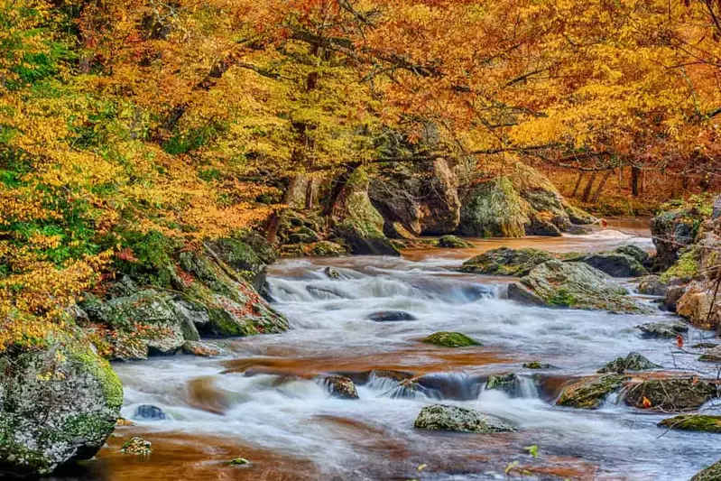 smokies stream during fall