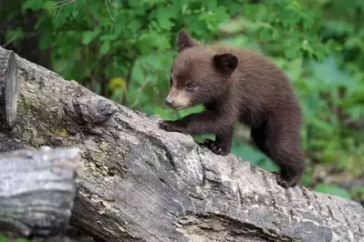 wildlife in the smoky mountains