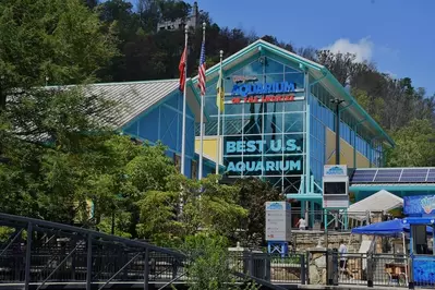 ripleys aquarium is one of the top Gatlinburg TN attractions