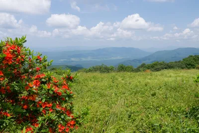 view in the Smoky Mountains in the spring