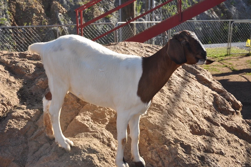goats on the roof is one of the best Pigeon Forge things to do