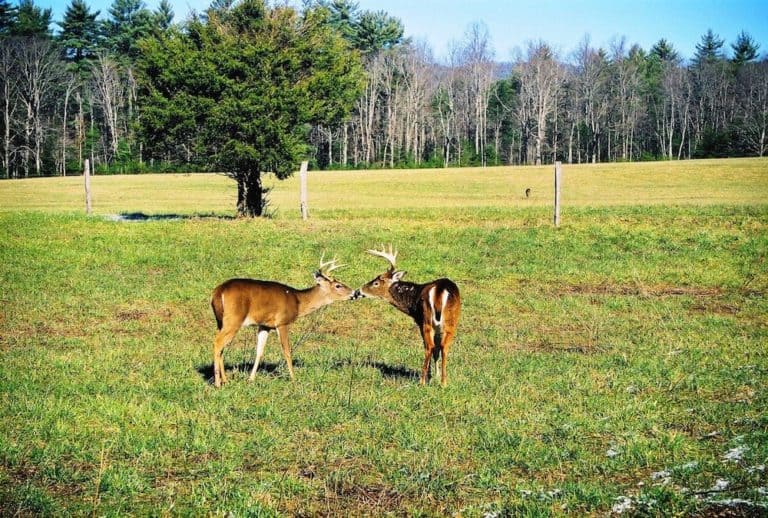 What Are the Cades Cove Hours?