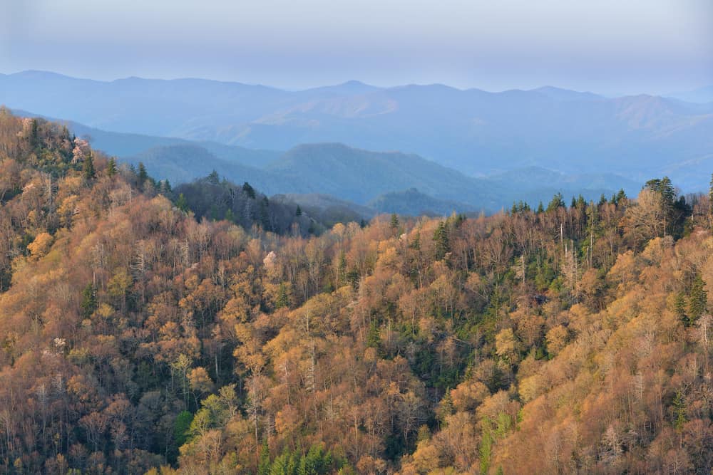 Spence Field Hiking Trail from Russell Field Loop - Smoky Mountains ...