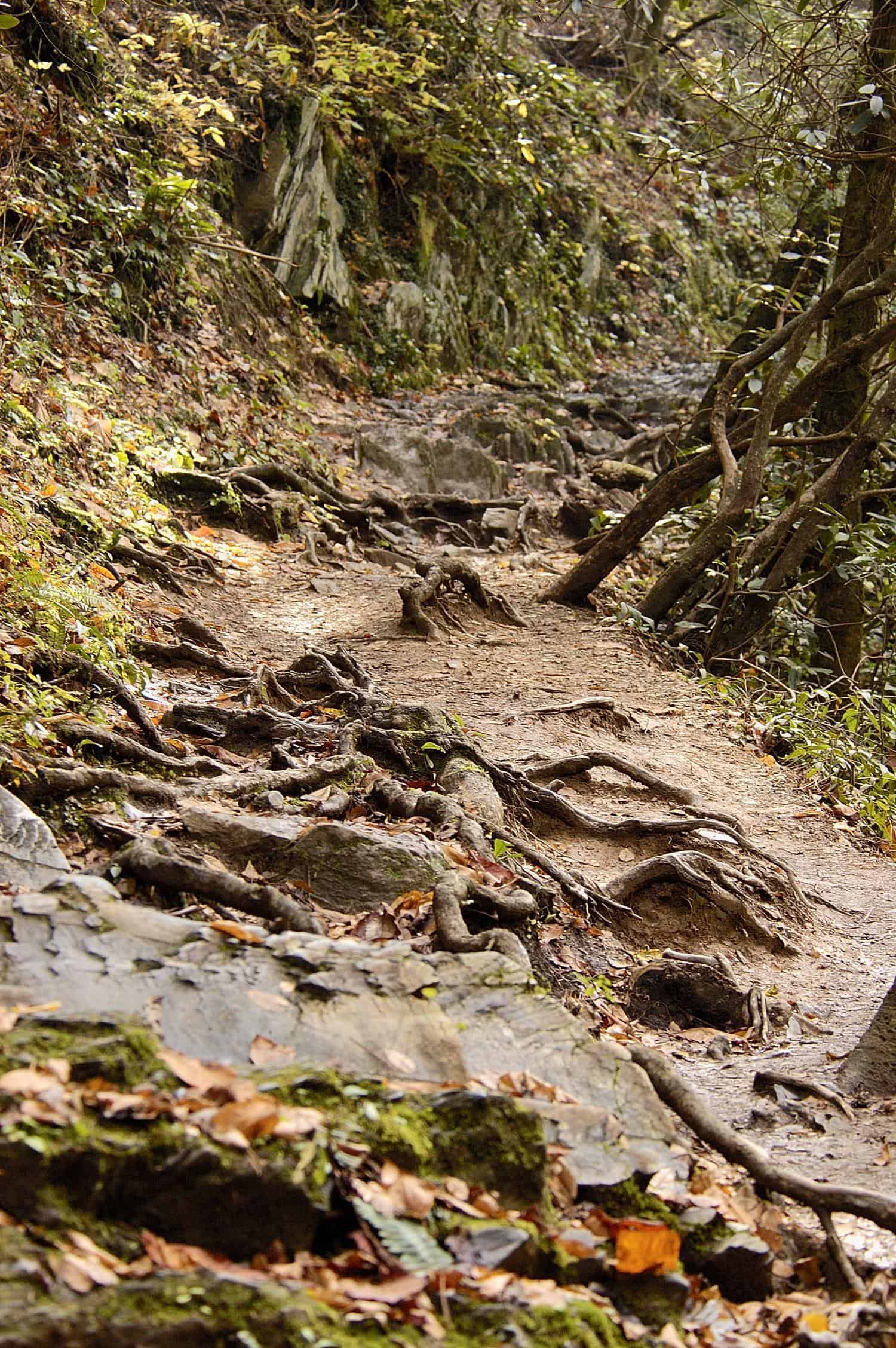 Charlies Bunion Hiking Trail