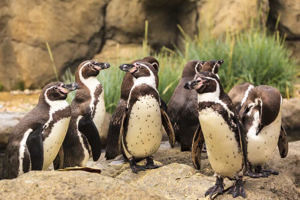 Ripley's Penguin Playhouse