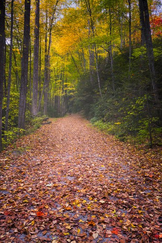 Fork Ridge Trail