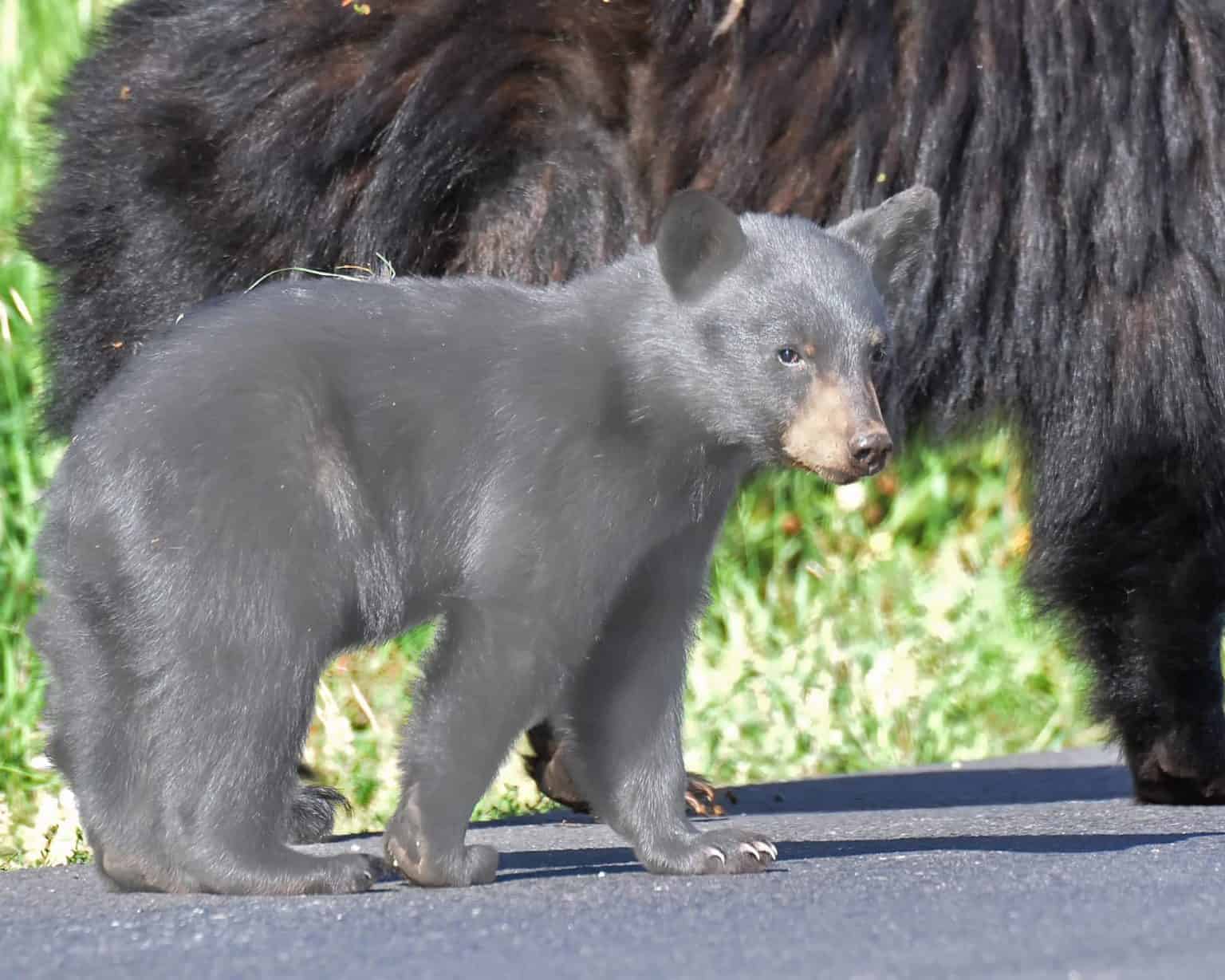 gund grey bear