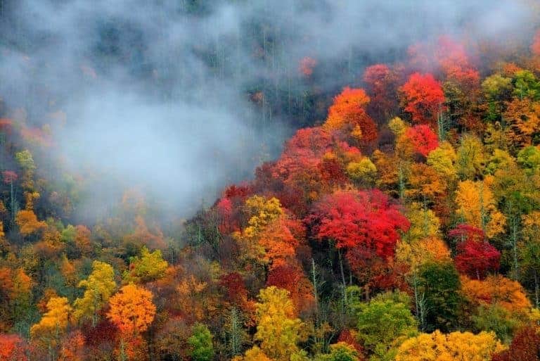 The Great Smoky Mountains In The Fall: Everything To Know About Peak ...