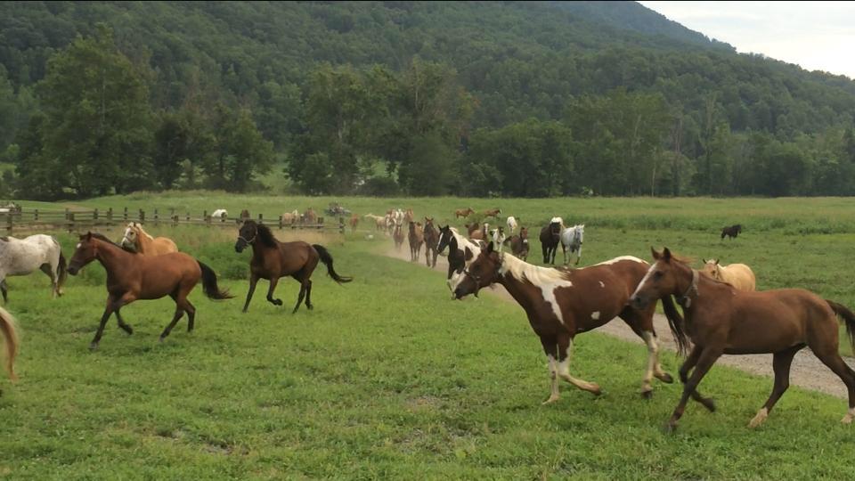 Walden Creek Riding Stables