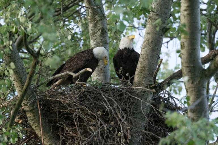 A Smoky Mountain Love Story: Rehabilitated Bald Eagles Find Each Other ...