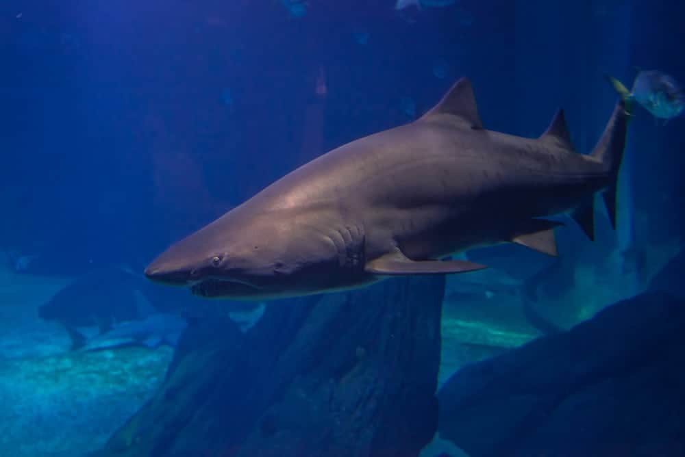 Ripley's Aquarium of the Smokies Becomes Certified Autism Center