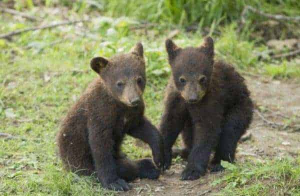 Gatlinburg Bear Cubs Go for a Splash in Cabin’s Hot Tub — Video Included!