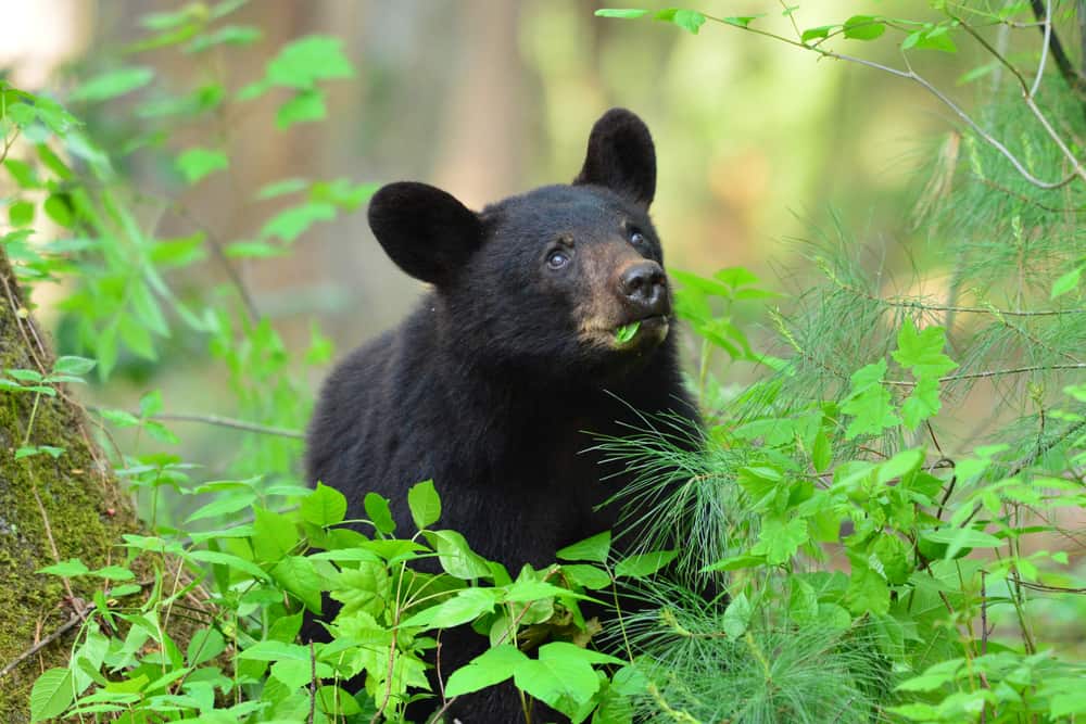 Happy Birthday to the Great Smoky Mountains National Park! - Visit My ...