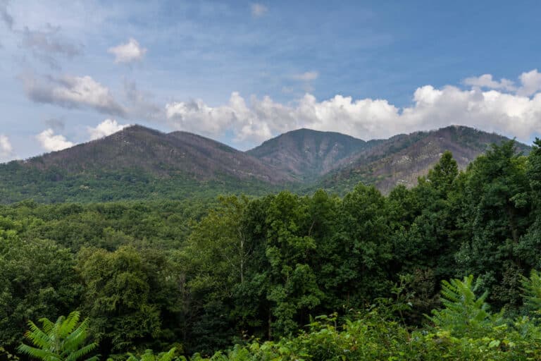 Step-by-Step Guide to the Most Popular Spots Along Newfound Gap Road