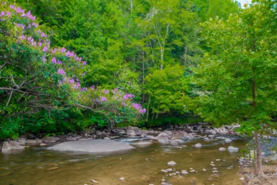 Laurel Creek Lodge