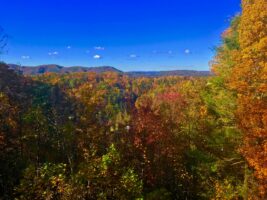 Back Deck View